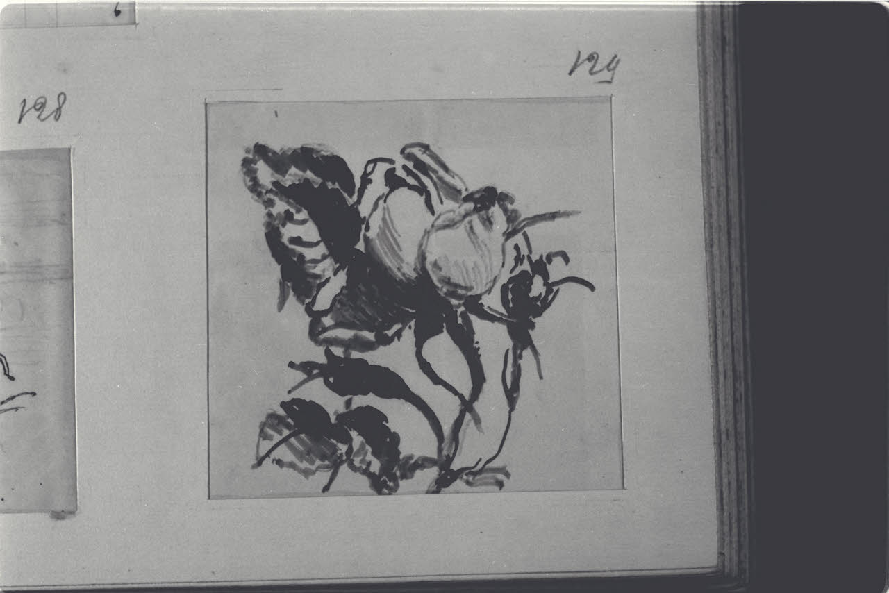 Studio di fiori, Studio di fiori (disegno) di Durini, Alessandro (sec. XIX)