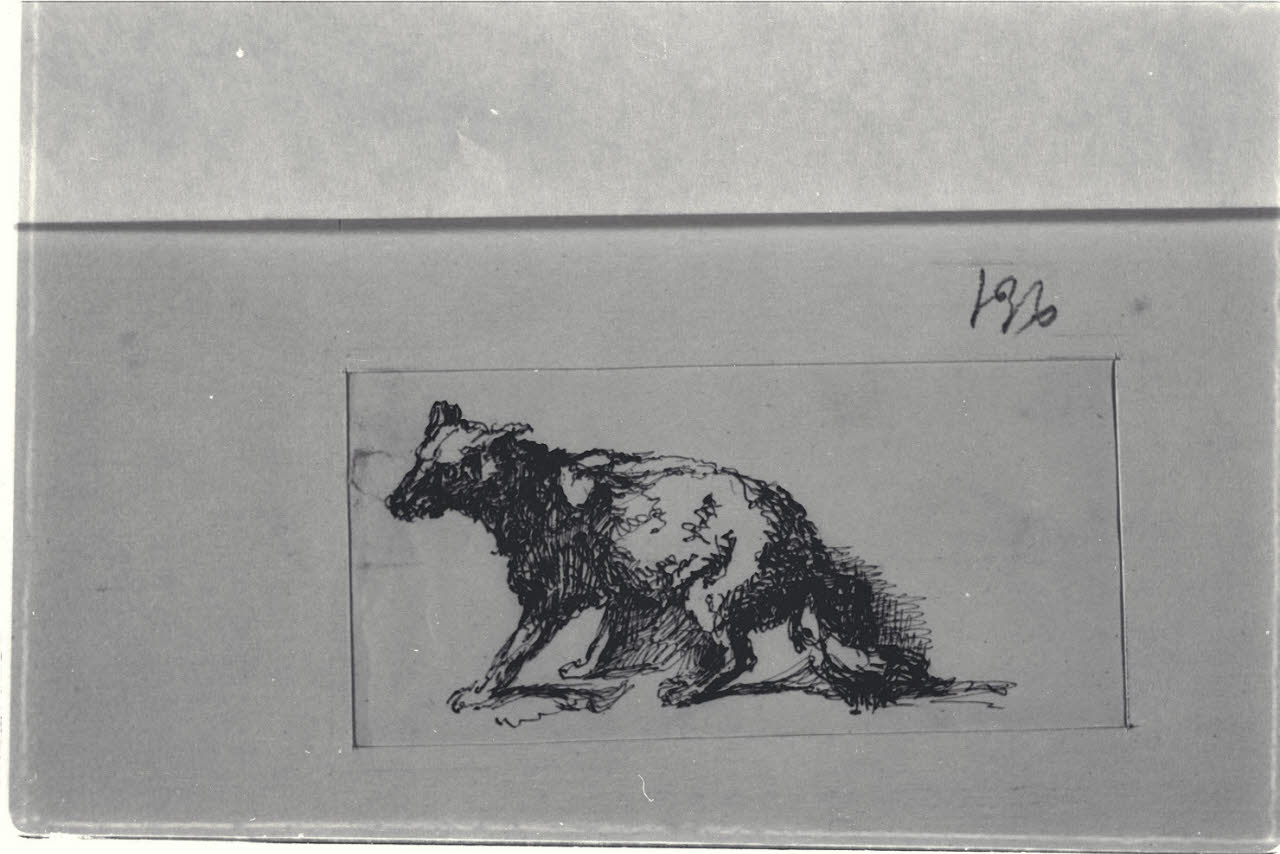 Cane lupo, Cane lupo (disegno) di Durini, Alessandro (sec. XIX)