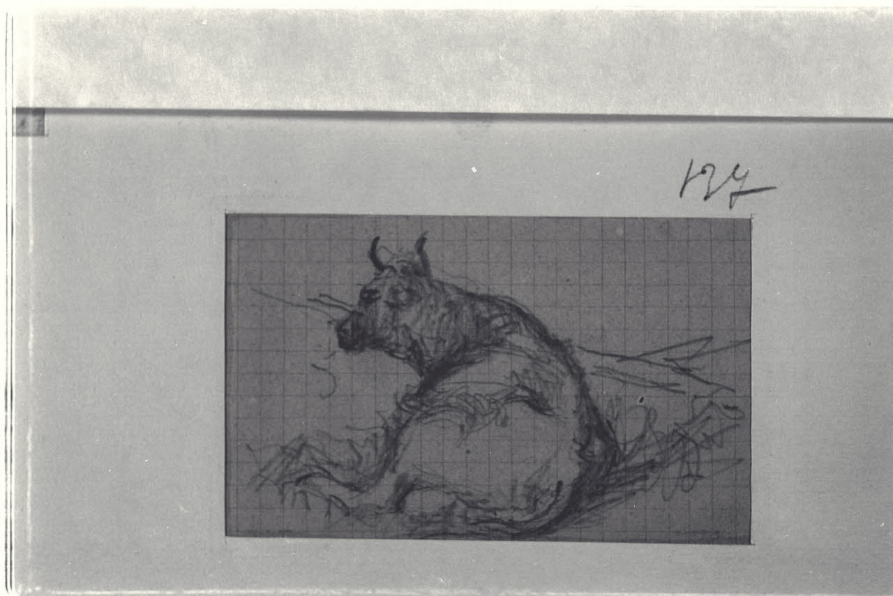 Bovino accovacciato, Bovino accovacciato (disegno) di Durini, Alessandro (sec. XIX)