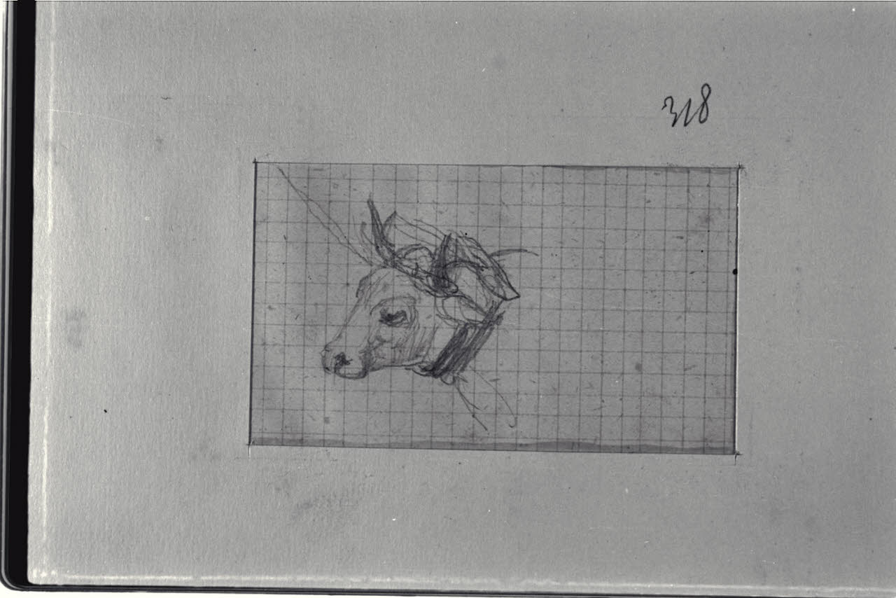 Studio di bovino, Studio di bovino (disegno) di Durini, Alessandro (sec. XIX)