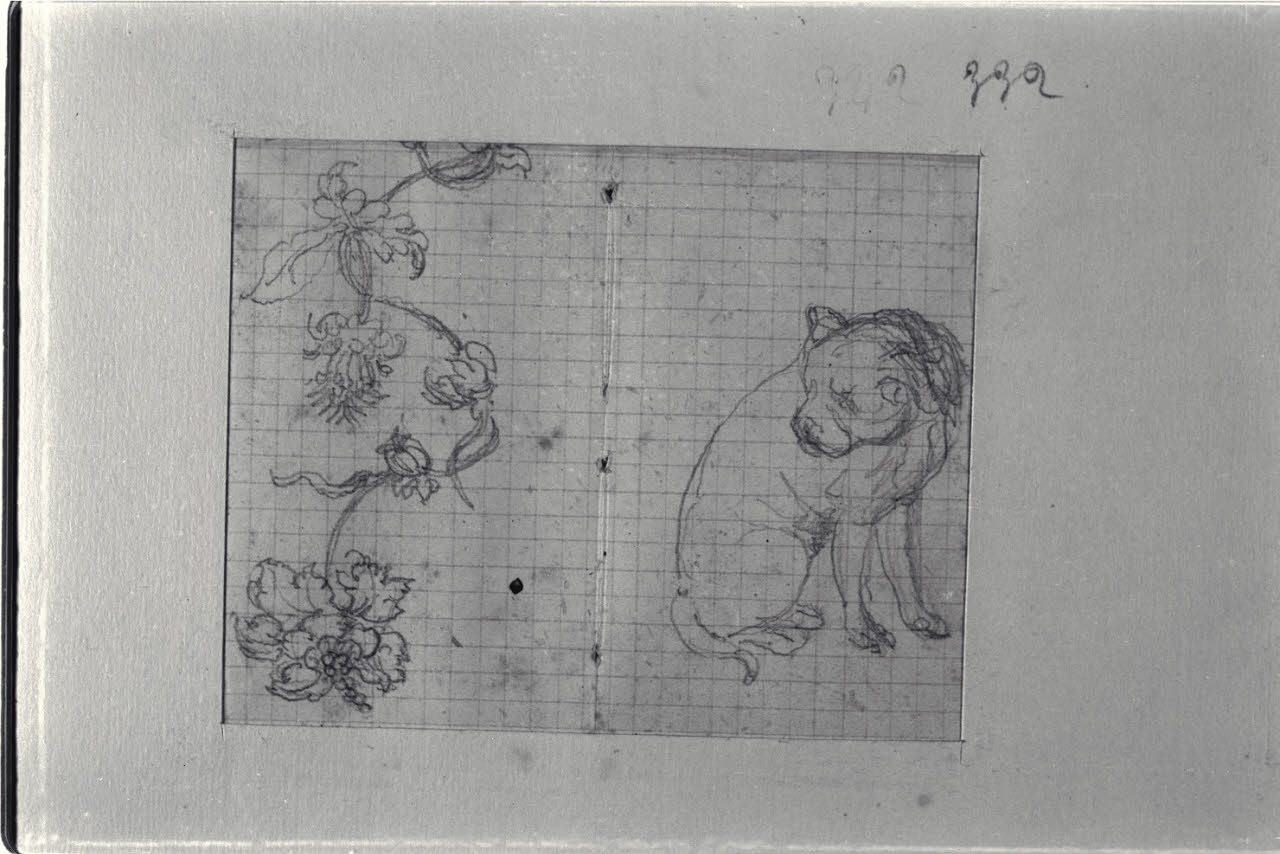 Cane e fiori, Cane e fiori (disegno) di Durini, Alessandro (sec. XIX)