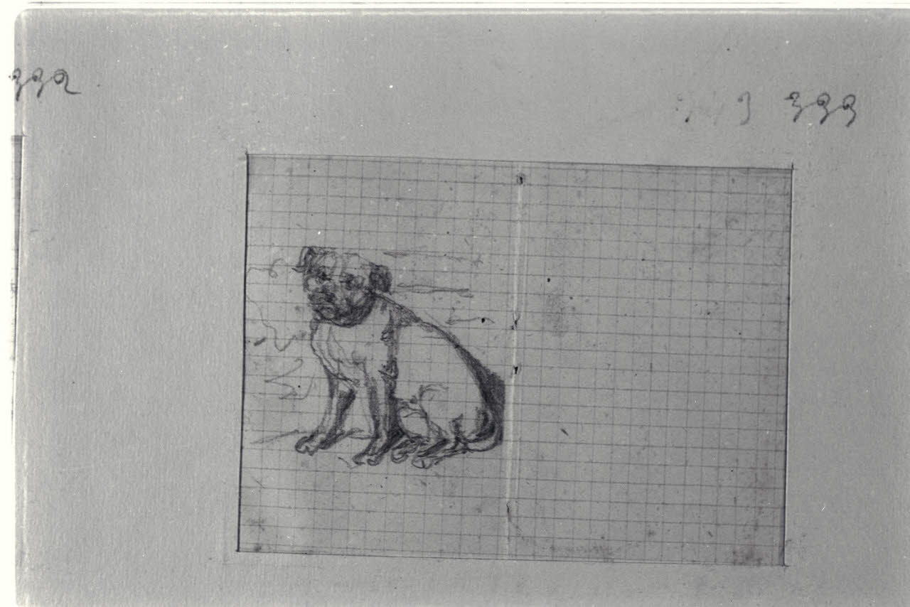 Cane, Cane (disegno) di Durini, Alessandro (sec. XIX)