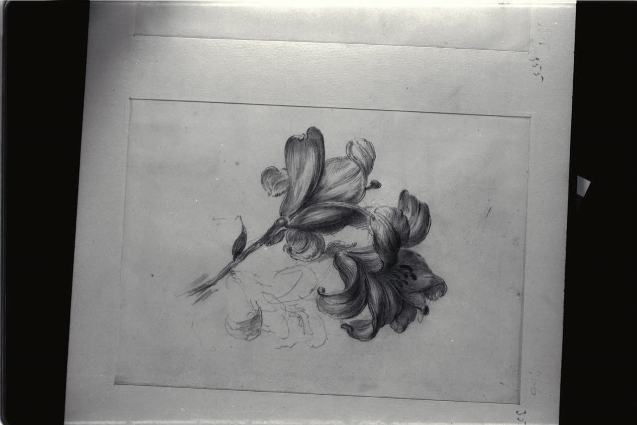 Studio di gigli, Studio di gigli (disegno) di Durini, Alessandro (sec. XIX)