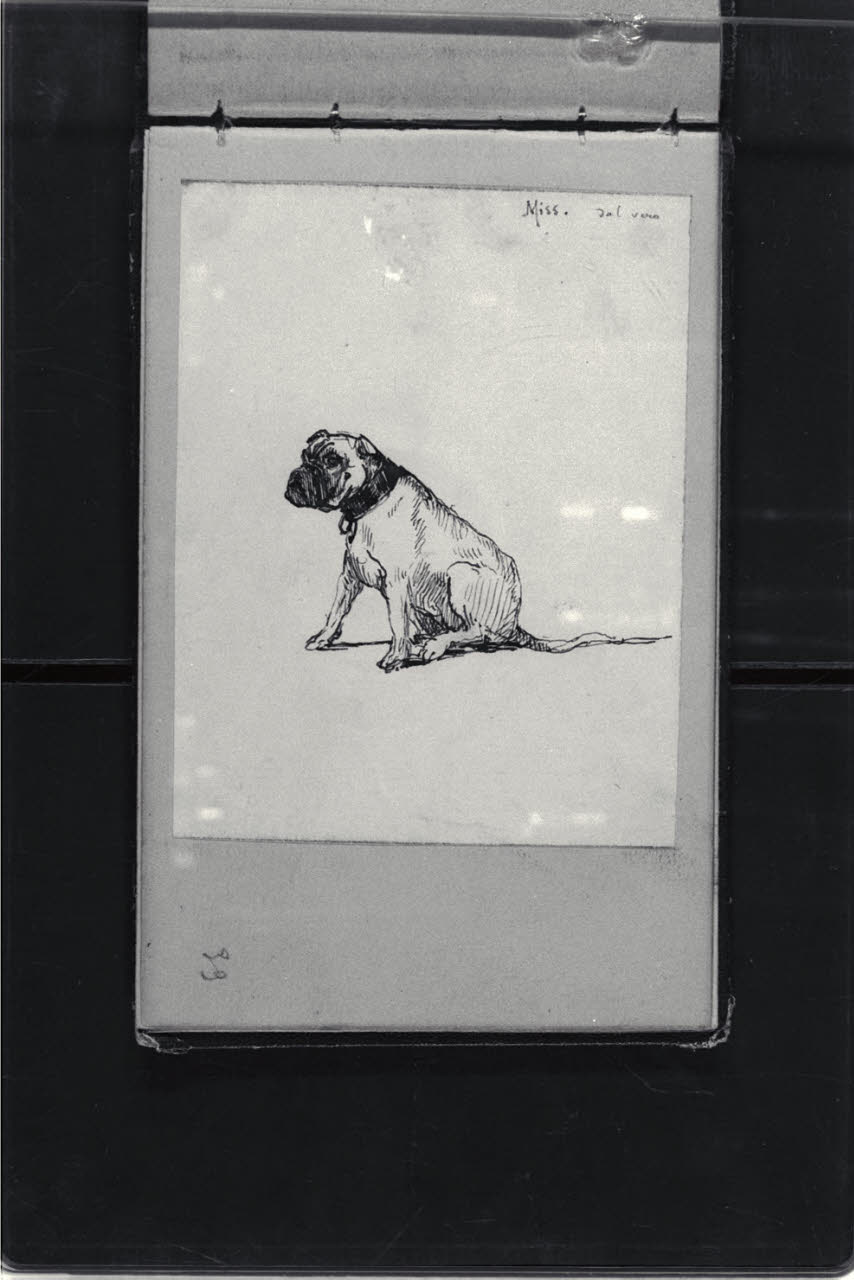 Studio dal vero di cane (disegno) di Durini, Antonio (ultimo quarto sec. XIX)