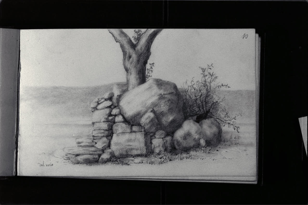 Studio dal vero di dassi e tronco d'albero (disegno) di Durini, Antonio (sec. XIX)