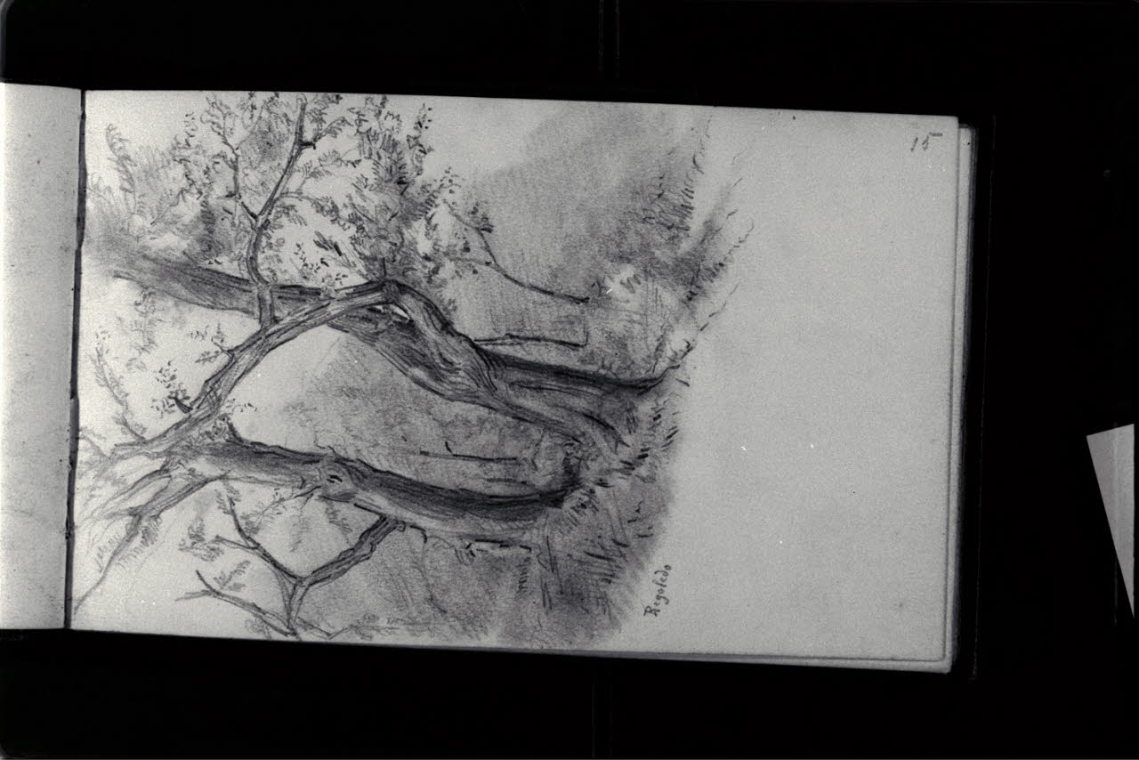 Studio di alberi a Regoledo (disegno) di Durini, Antonio (sec. XIX)