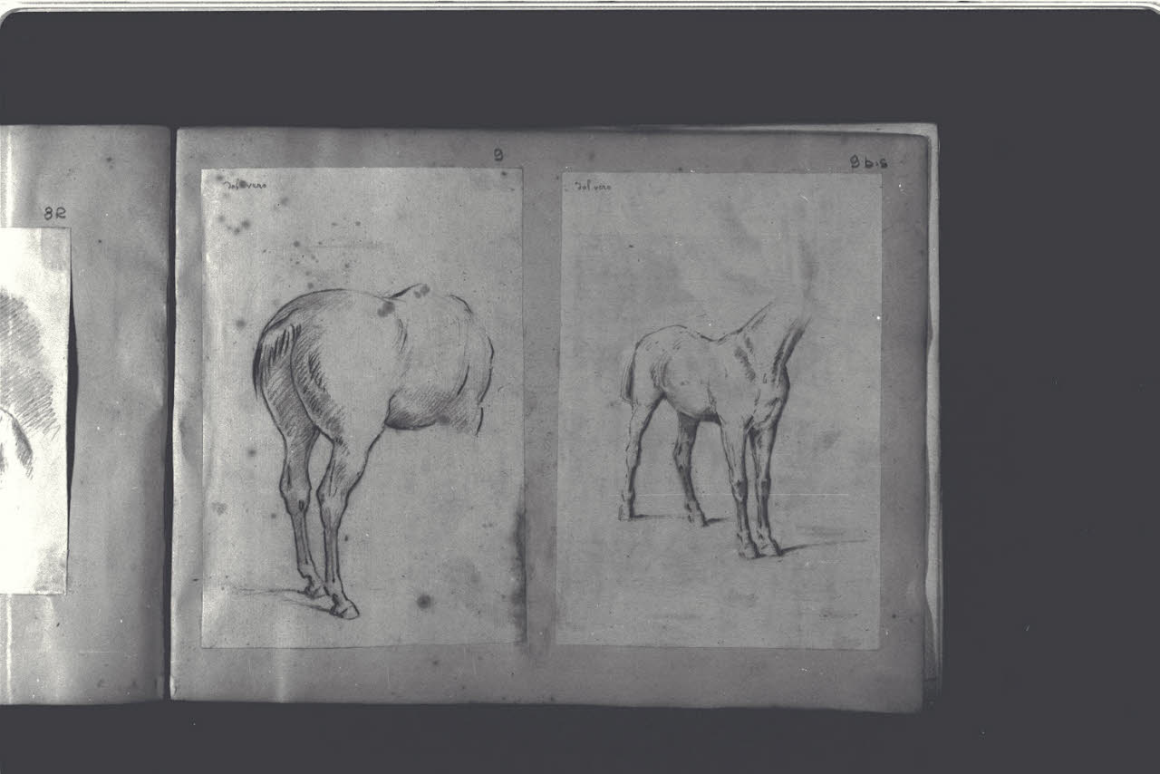 Studio dal vero per un cavallo (disegno) di Durini, Antonio (ultimo quarto sec. XIX)