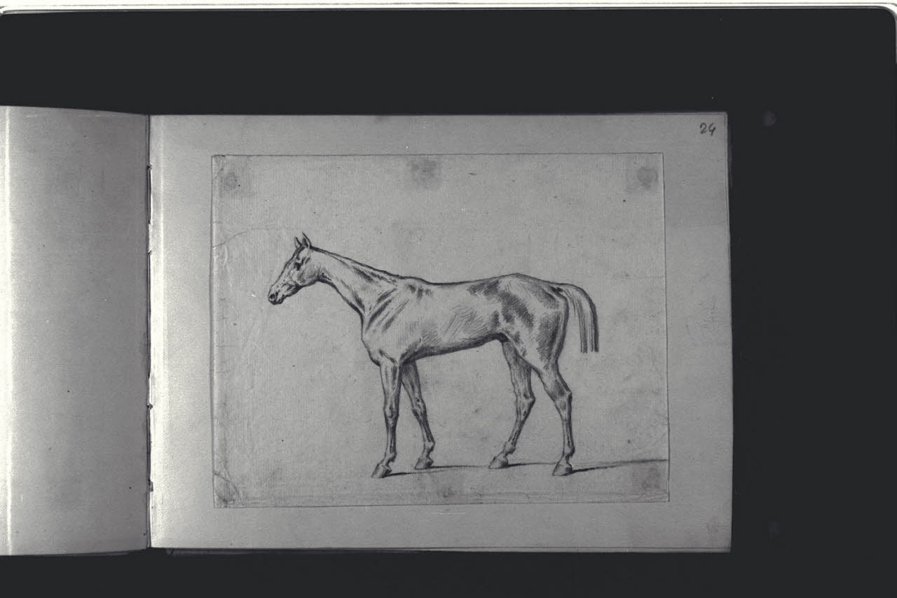 Cavallo (disegno) di Durini, Antonio (ultimo quarto sec. XIX)