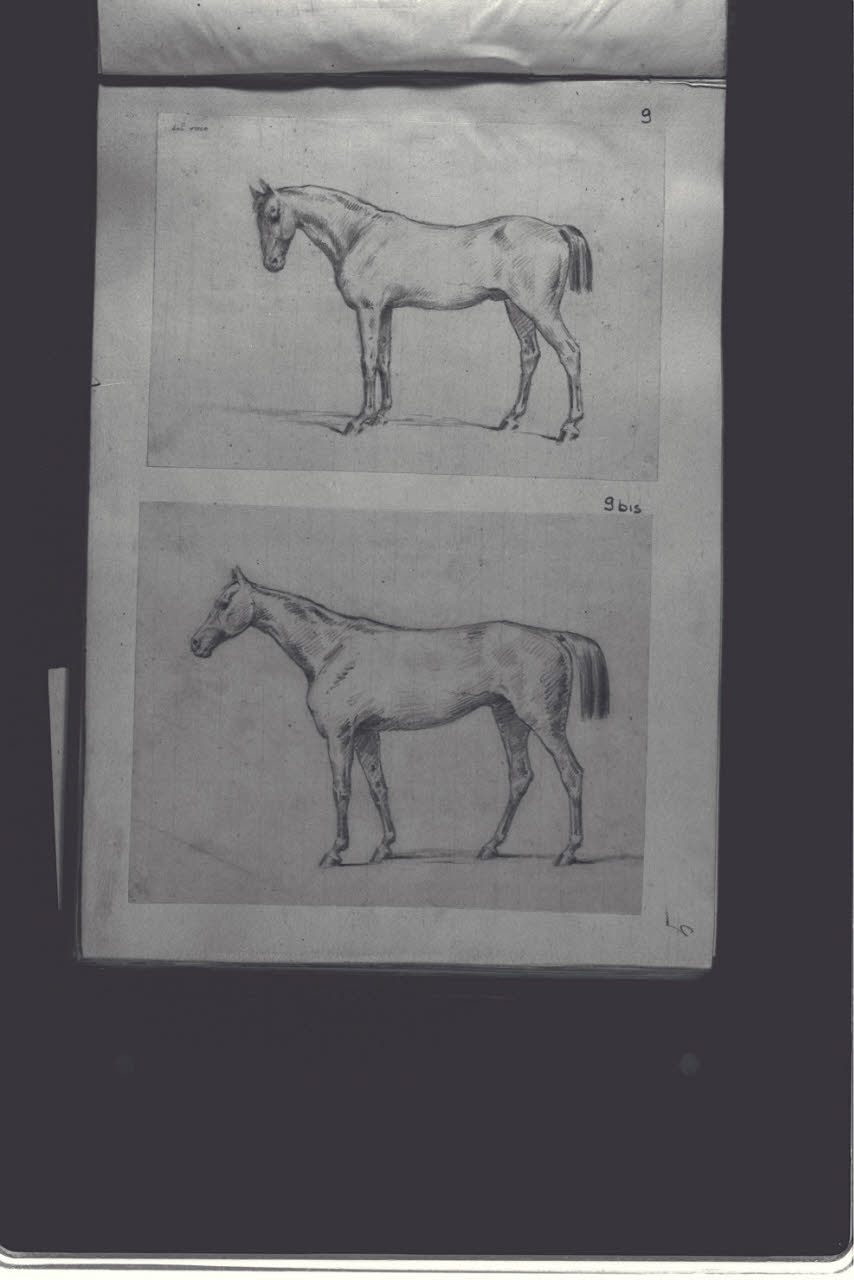Cavallo (disegno) di Durini, Antonio (ultimo quarto sec. XIX)