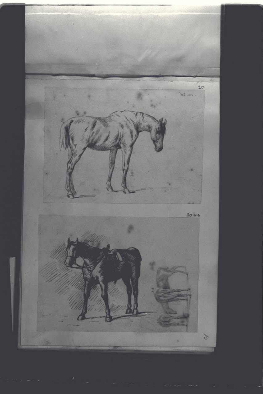 Studio dal vero di un cavallo (disegno) di Durini, Antonio (ultimo quarto sec. XIX)