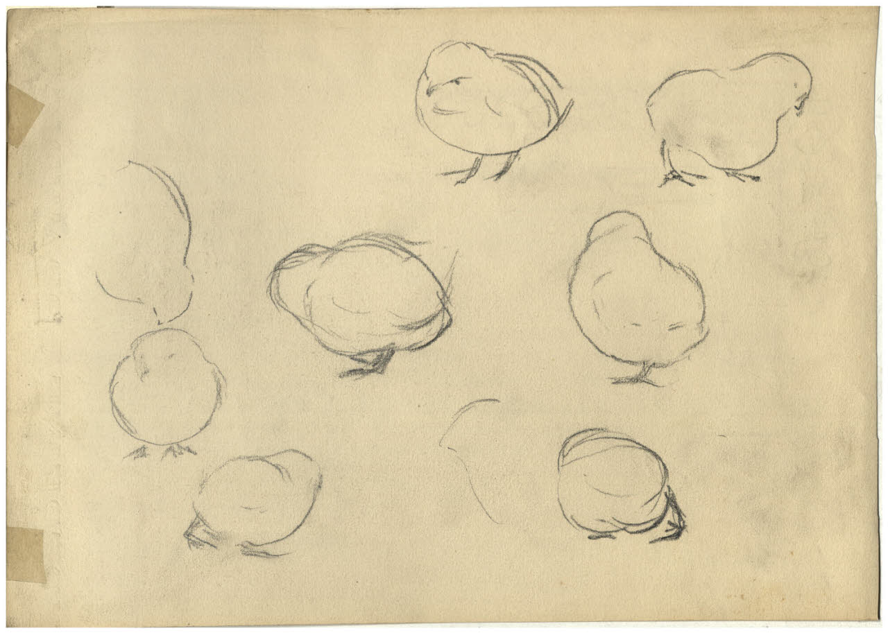 Studi di pulcini, Studi di pulcini (disegno) di Cagnoni, Amero (secc. XIX/ XX)