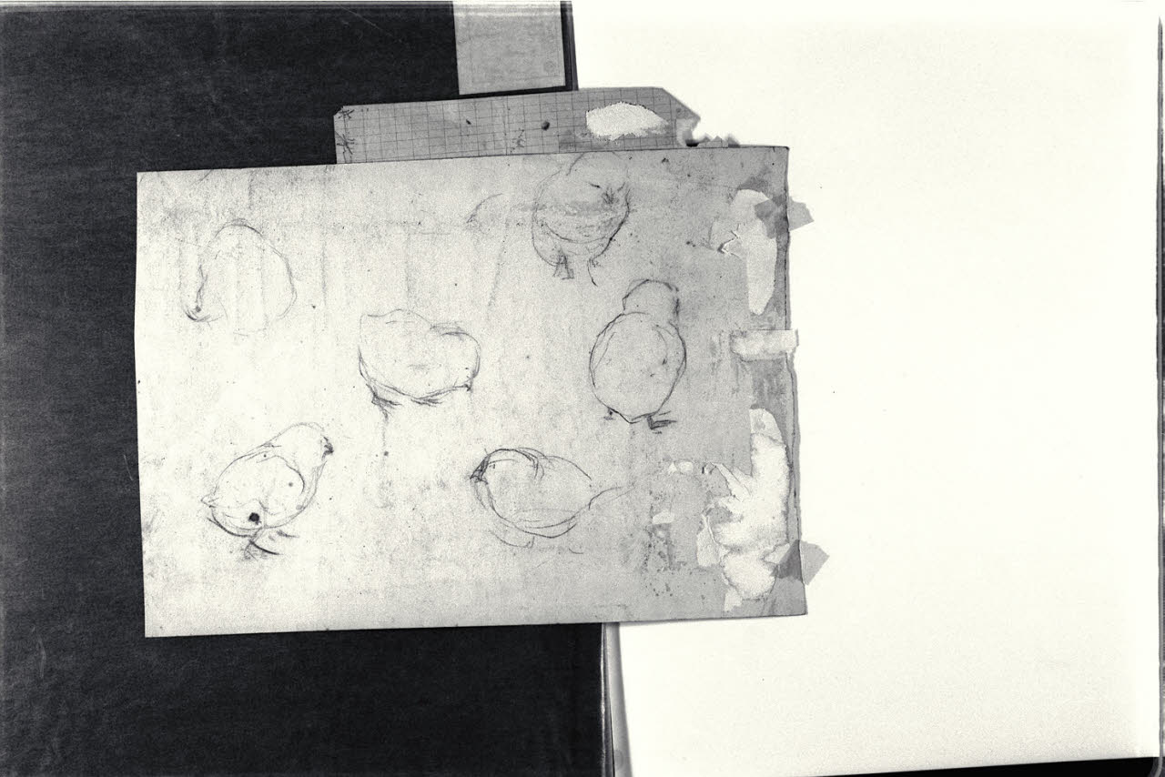 Schizzi di pulcini, Schizzi di pulcini (disegno) di Cagnoni, Amero (secc. XIX/ XX)