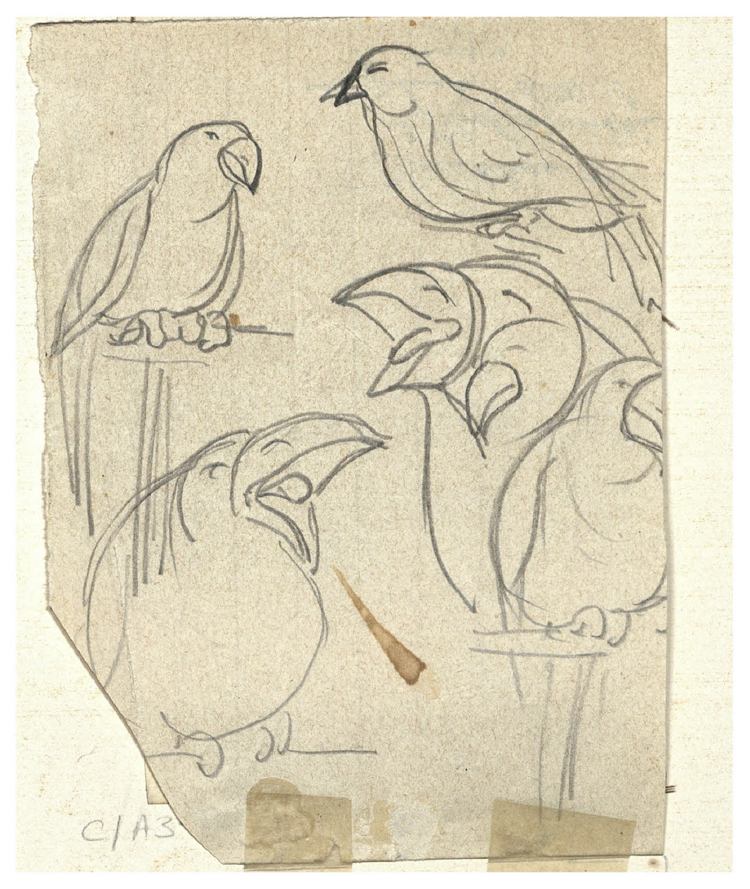 Studi di pappagallo, Studi di pappagallo (disegno) di Cagnoni, Amero (secc. XIX/ XX)