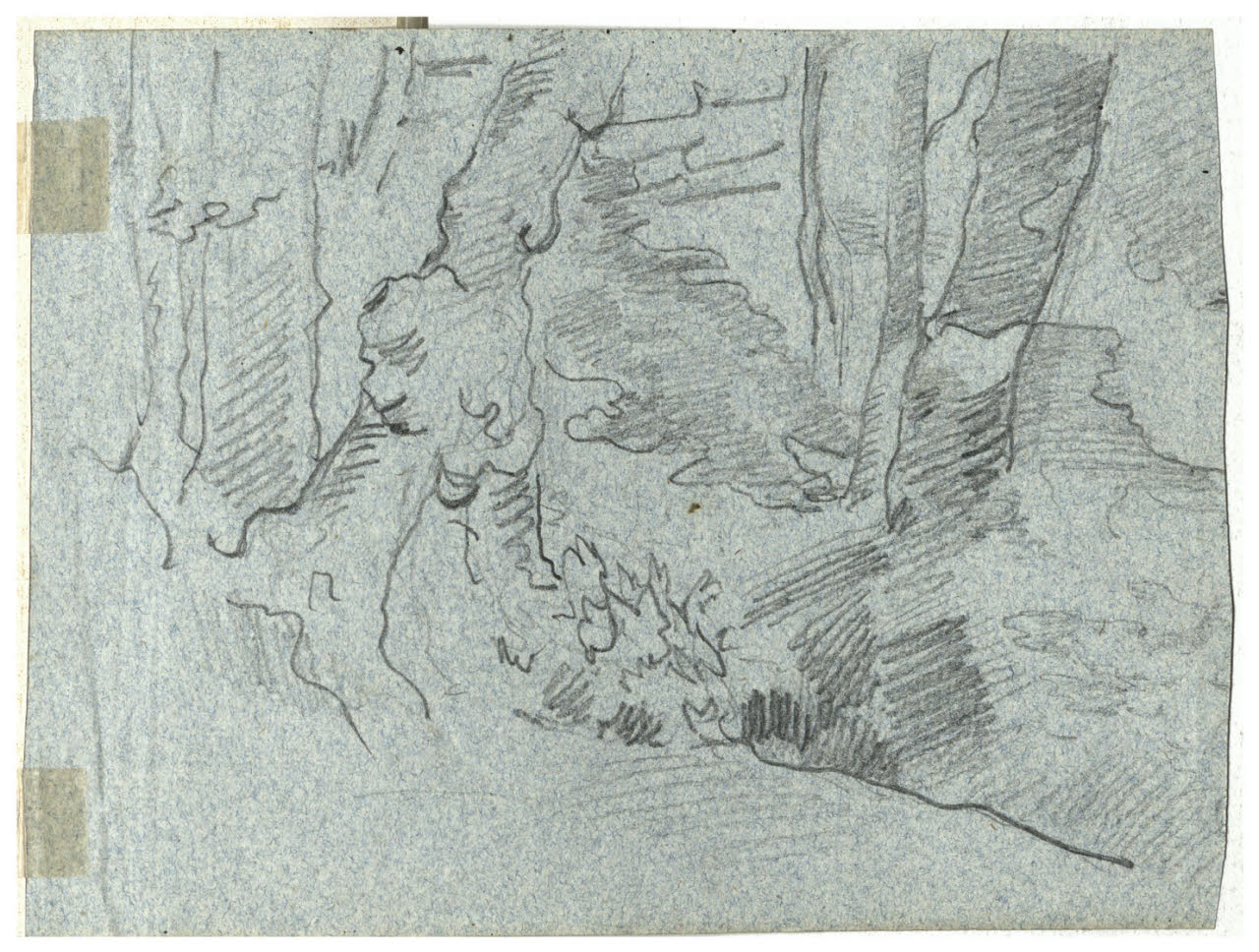 Bosco, Bosco (disegno) di Cagnoni, Amero (secc. XIX/ XX)