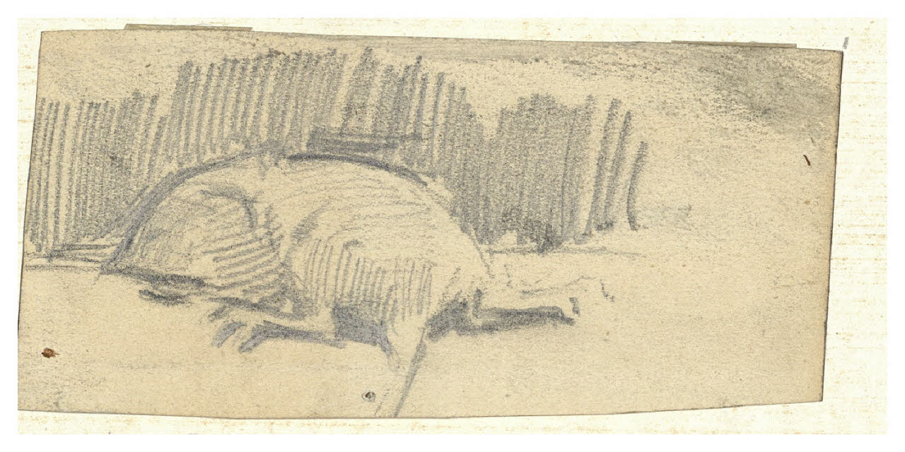 Camaleonte, Camaleonte (disegno) di Cagnoni, Amero (secc. XIX/ XX)