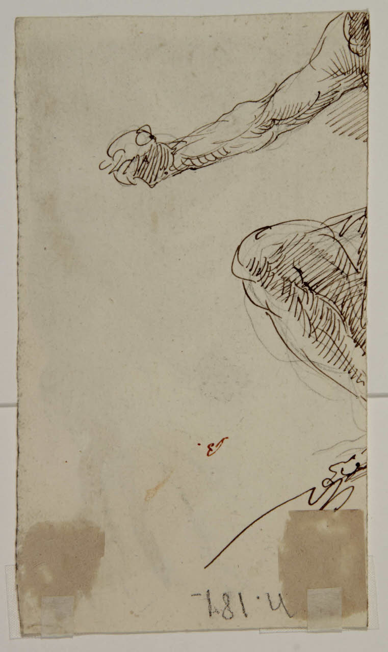 Studio anatomici di braccio e gamba, Studio anatomici di braccio e gamba (disegno) di Bison, Giuseppe Bernardino (secc. XVIII/ XIX)
