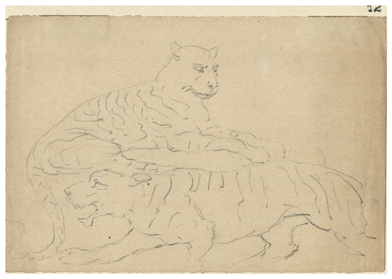 Tigri (disegno) di Bettinelli, Luigi (seconda metà sec. XIX)