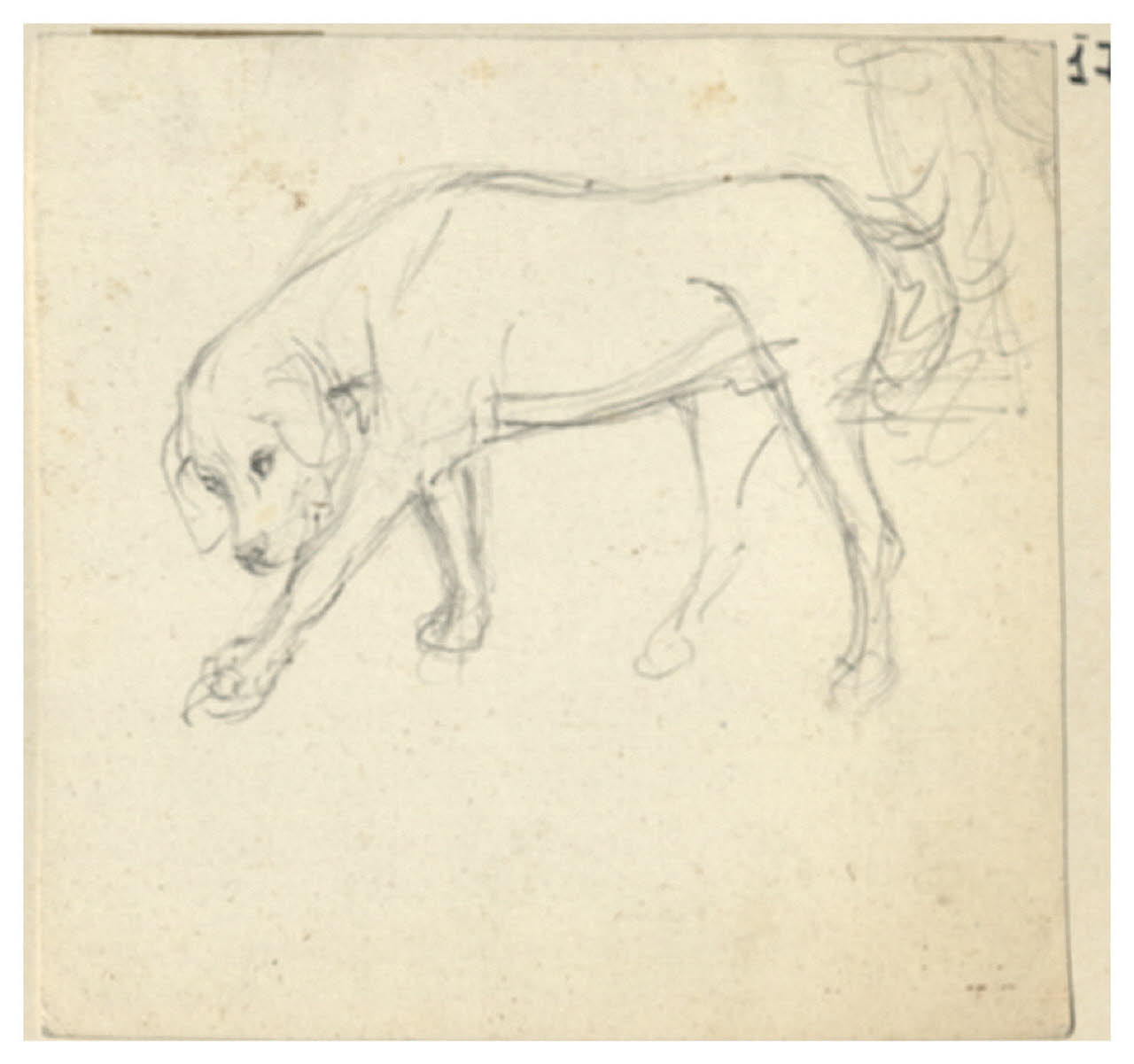Cane (disegno) di Bettinelli, Luigi (seconda metà sec. XIX)