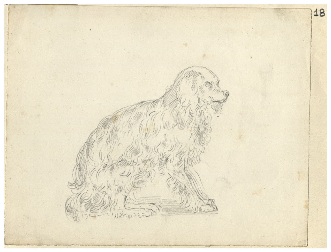 Cane (disegno) di Bettinelli, Luigi (seconda metà sec. XIX)