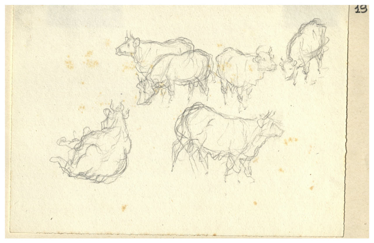 Bovini (disegno) di Bettinelli, Luigi (seconda metà sec. XIX)