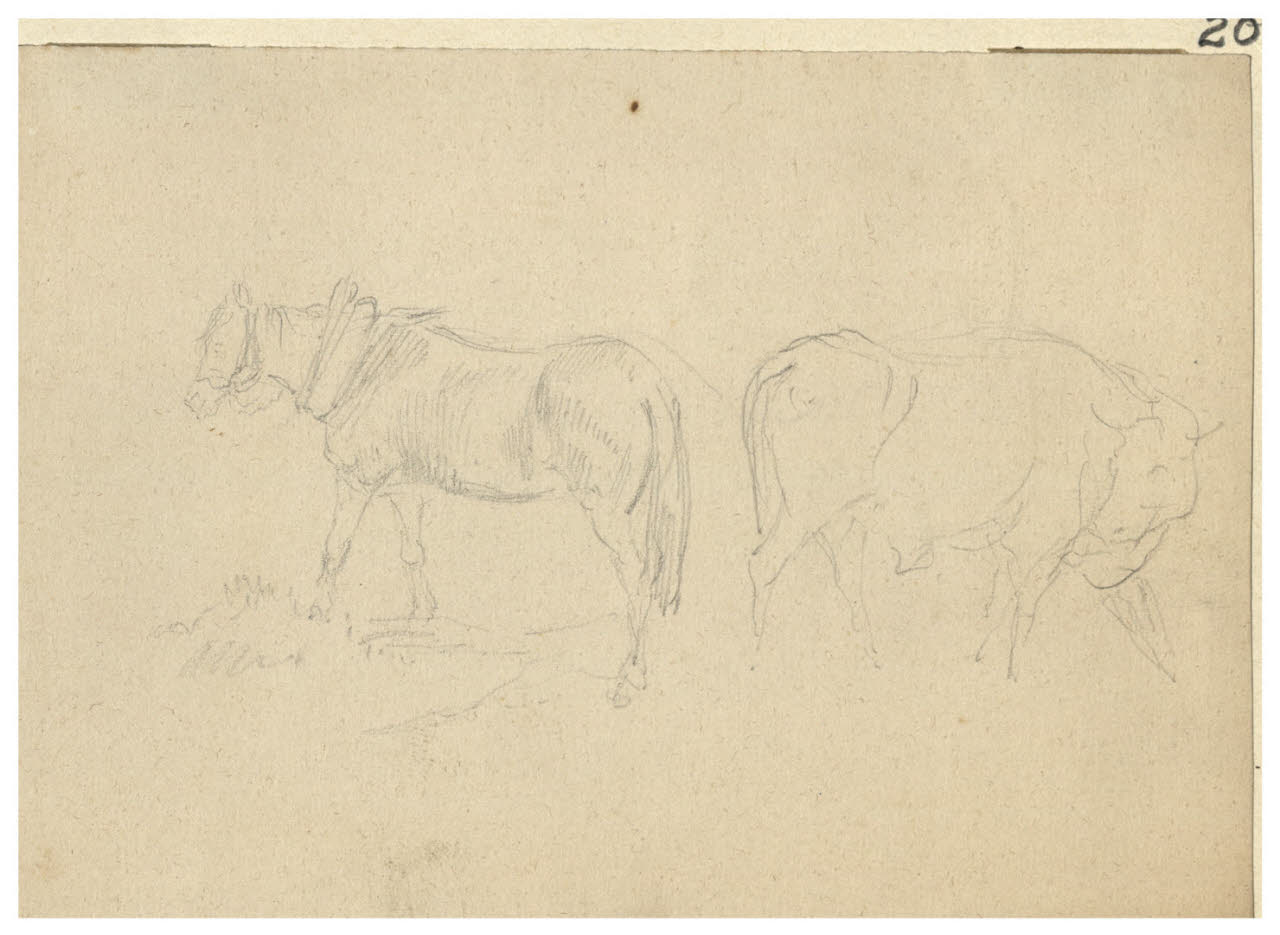 Cavallo e mucca al pascolo (disegno) di Bettinelli, Luigi (seconda metà sec. XIX)
