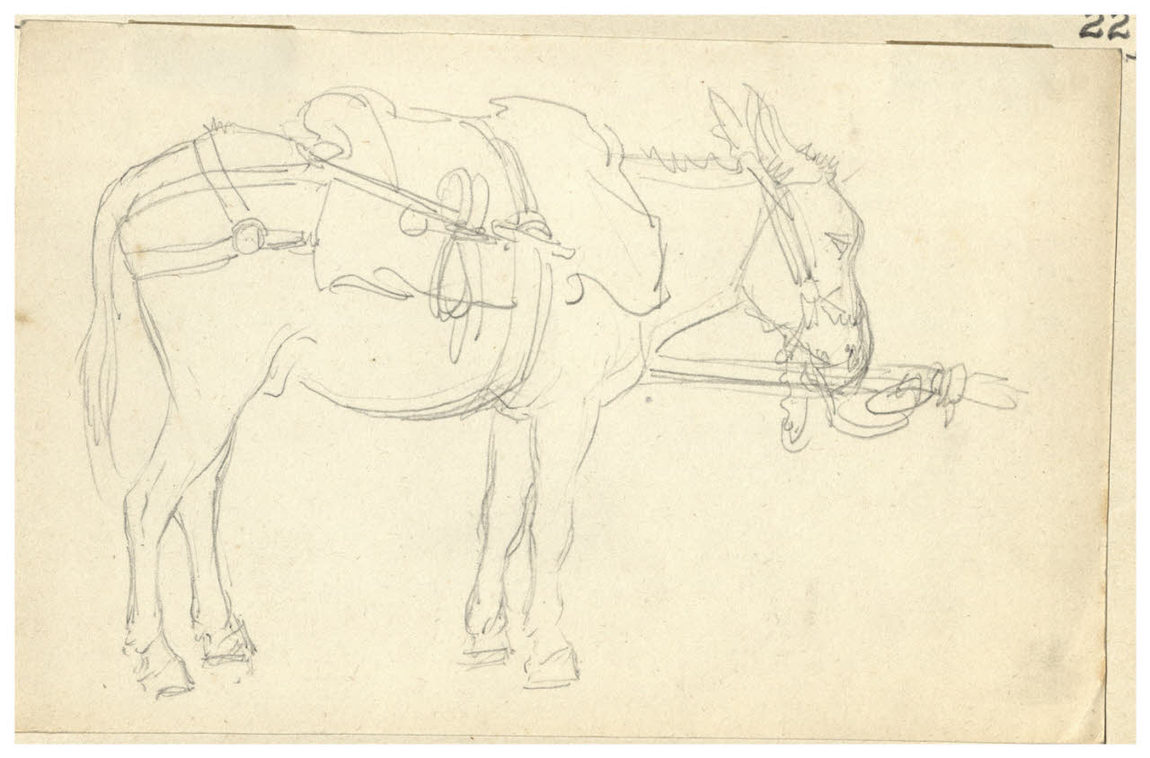 Somaro (disegno) di Bettinelli, Luigi (seconda metà sec. XIX)