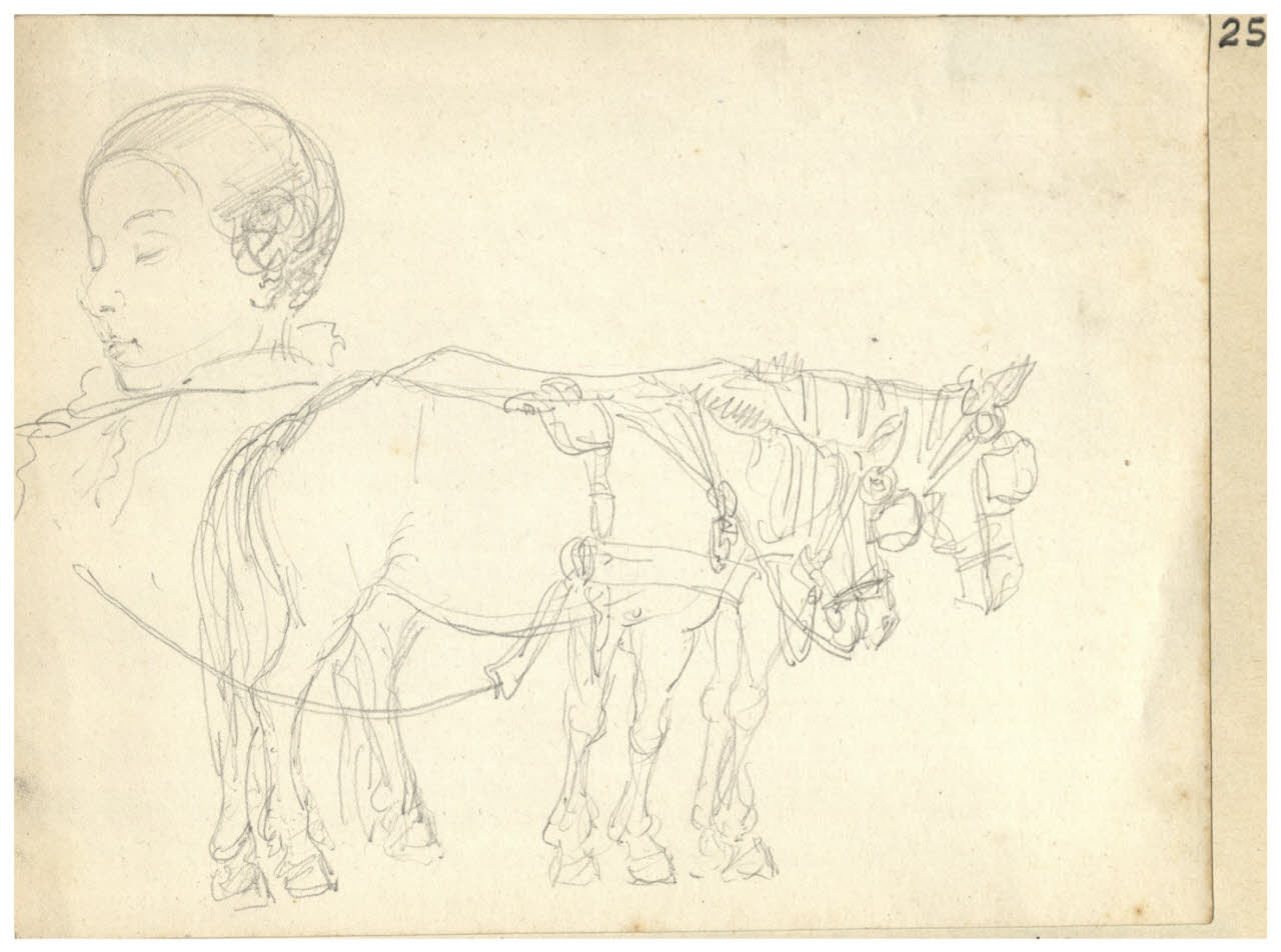 Viso e cavalli (disegno) di Bettinelli, Luigi (seconda metà sec. XIX)