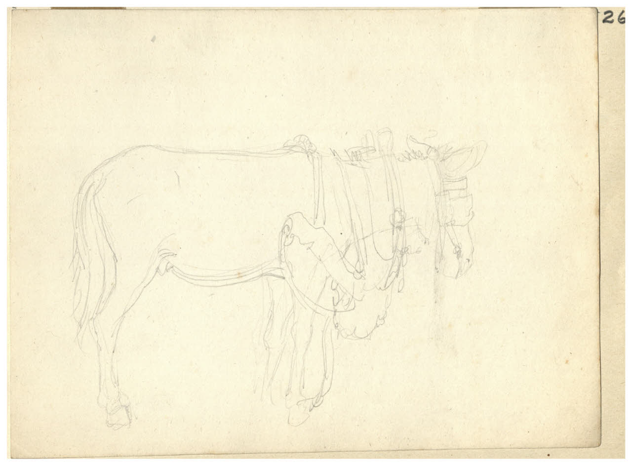Cavallo (disegno) di Bettinelli, Luigi (seconda metà sec. XIX)