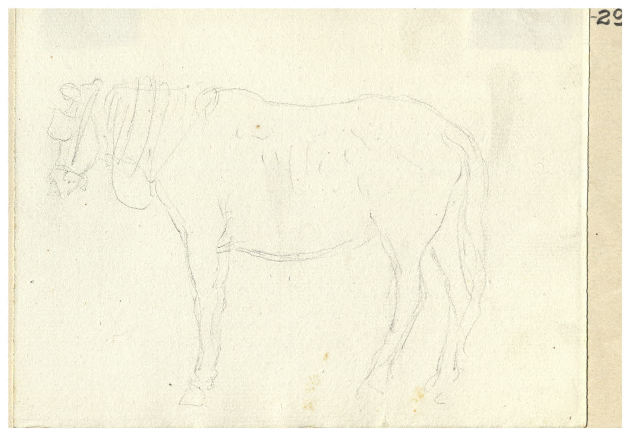 Cavallo (disegno) di Bettinelli, Luigi (seconda metà sec. XIX)