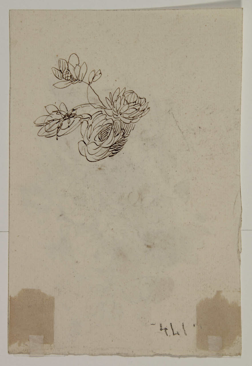 Studio di fiori, Studio di fiori (disegno) di Bison, Giuseppe Bernardino (secc. XVIII/ XIX)