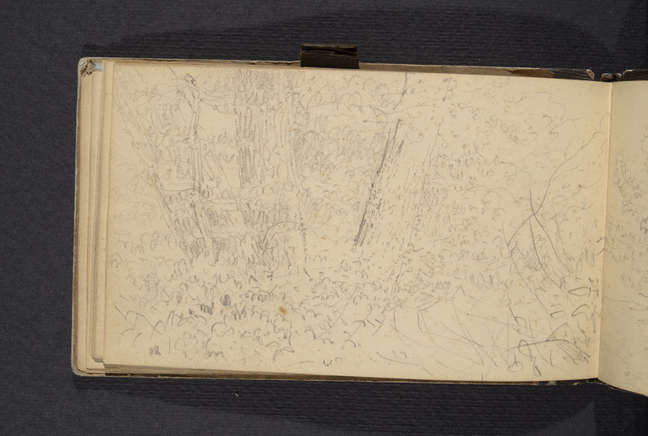 Album n. 1. Studio di sottobosco (disegno) di Canella, Giuseppe (prima metà sec. XIX)
