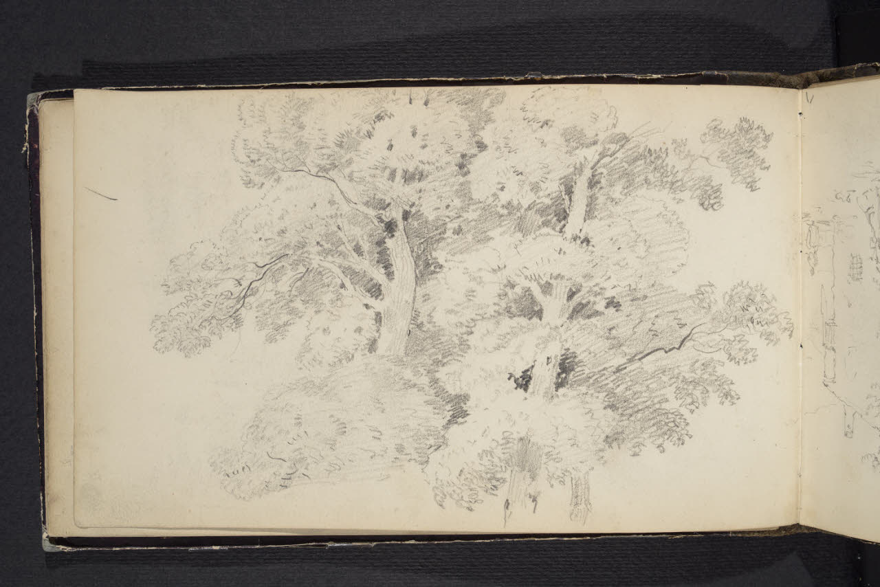 Album n. 4 (Ranco, Suna, Cannobio). Studio di alberi (disegno) di Canella, Giuseppe (prima metà sec. XIX)
