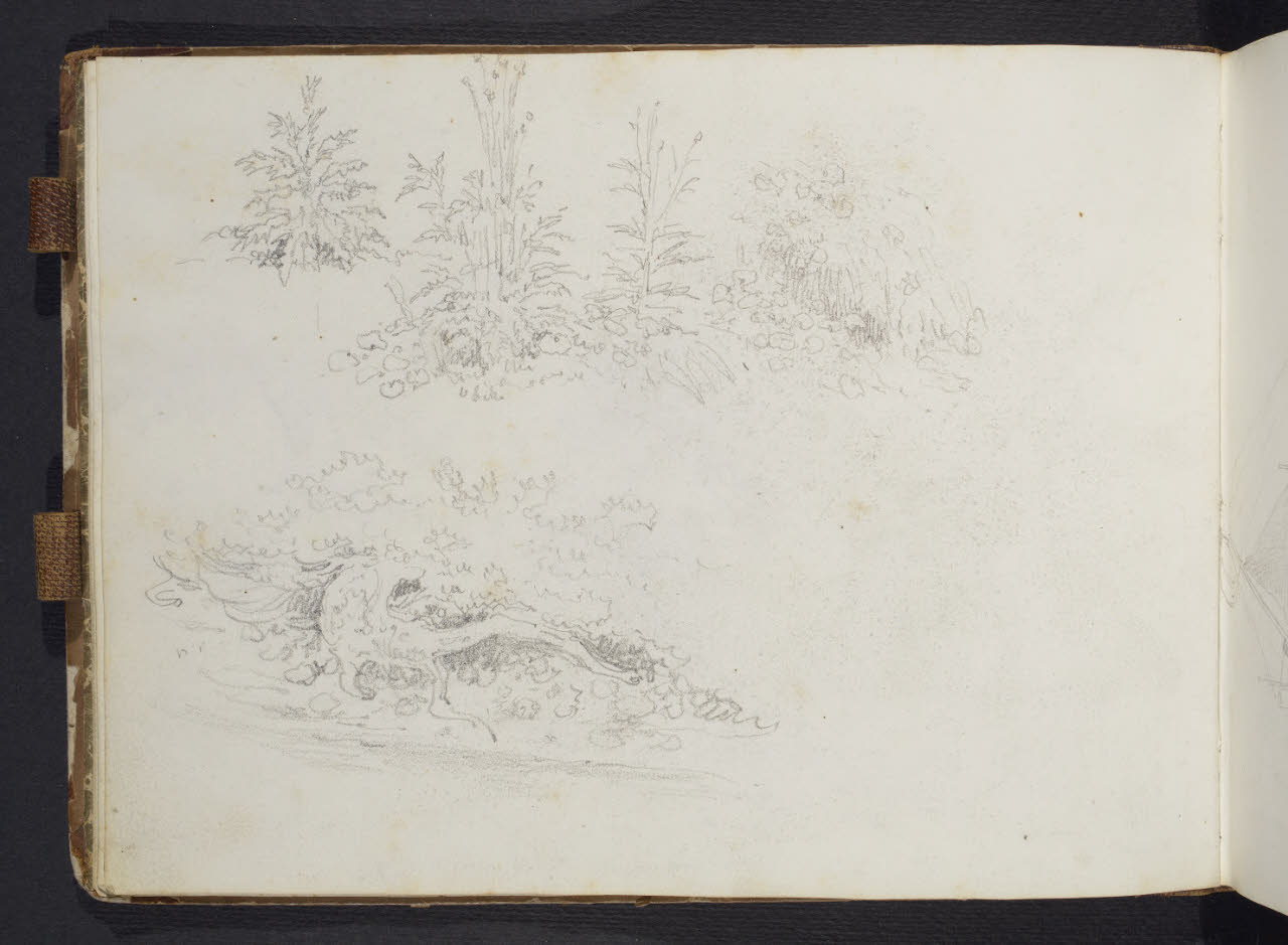 Album n. 10 - Trieste, Lago Maggiore, Val d'Imagna e luoghi del milanese con brughiera e Monte Rosa. Studio di vegetazione (disegno) di Canella, Giuseppe (prima metà sec. XIX)