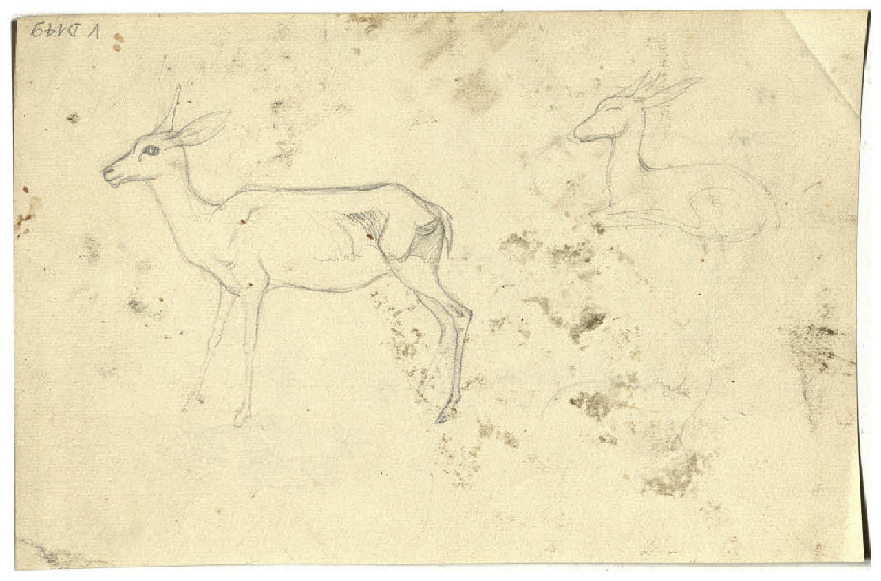 Studi di cervidi (disegno) di Disertori, Benvenuto Maria (prima metà sec. XX)