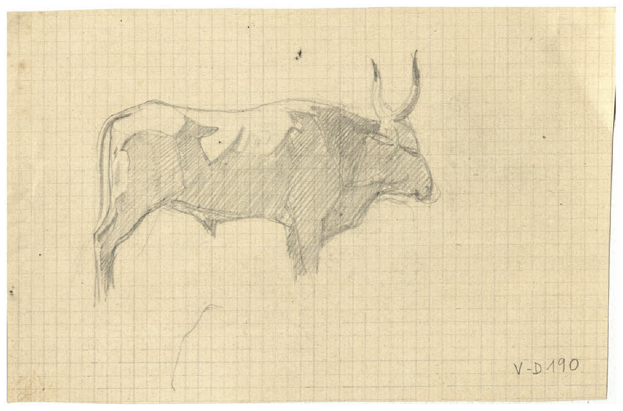 Bovino (disegno) di Disertori, Benvenuto Maria (prima metà sec. XX)