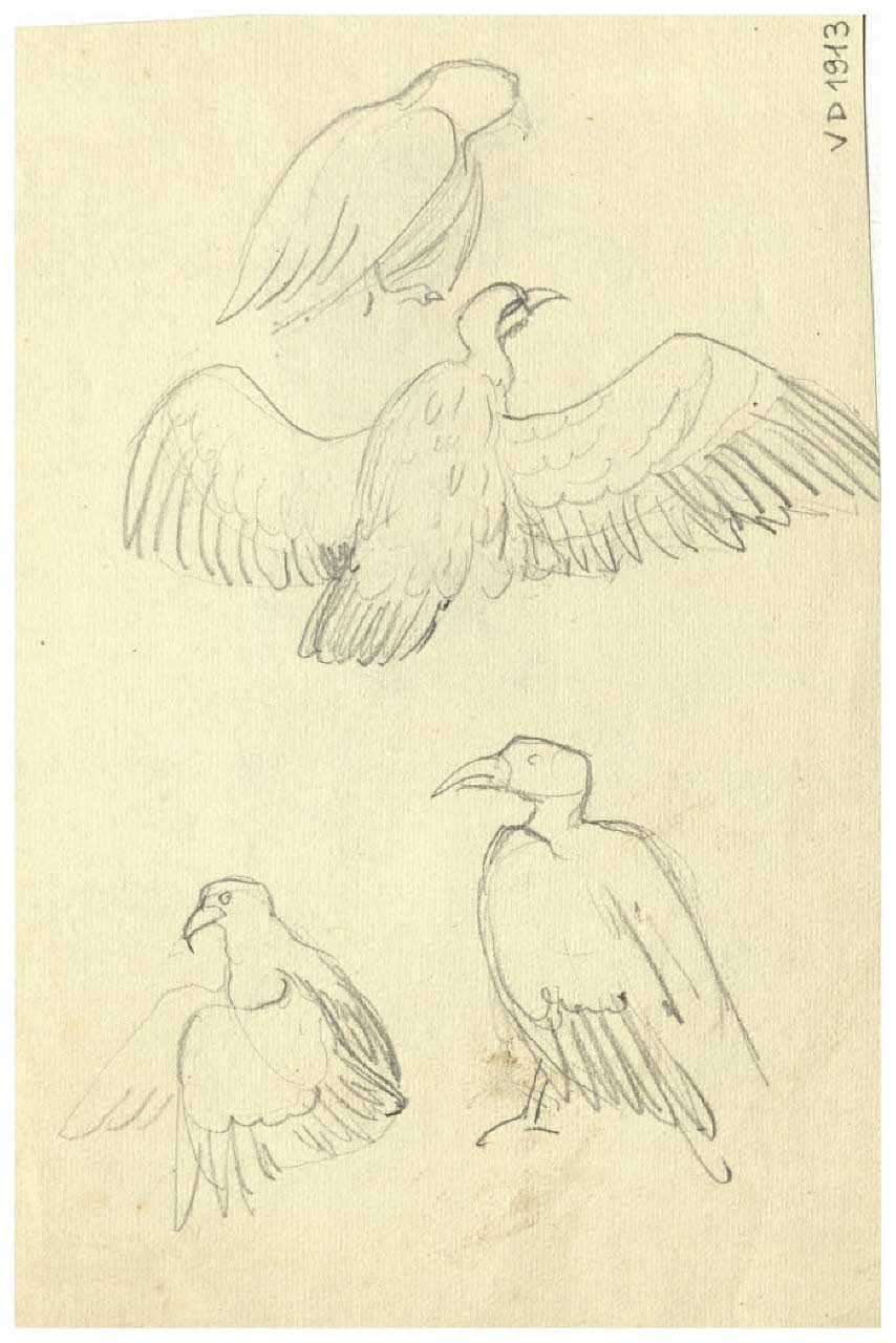 Rapaci (disegno) di Disertori, Benvenuto Maria (prima metà sec. XX)