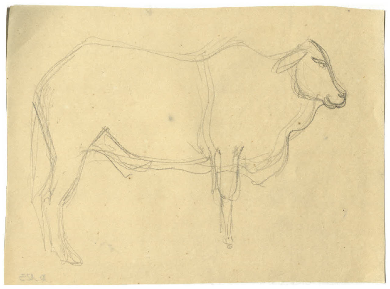 Studio di bovino (disegno) di Disertori, Benvenuto Maria (prima metà sec. XX)