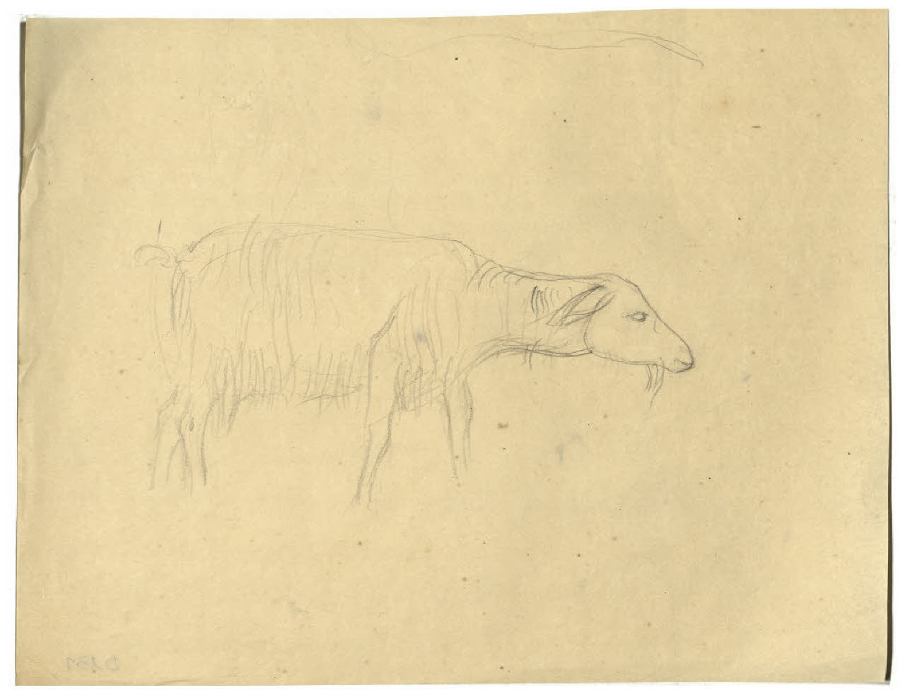 Studio di ovino (disegno) di Disertori, Benvenuto Maria (prima metà sec. XX)