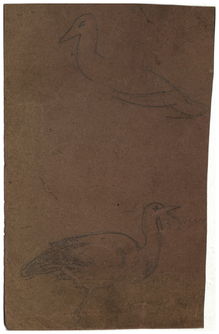 Studi di uccelli (disegno) di Disertori, Benvenuto Maria (prima metà sec. XX)