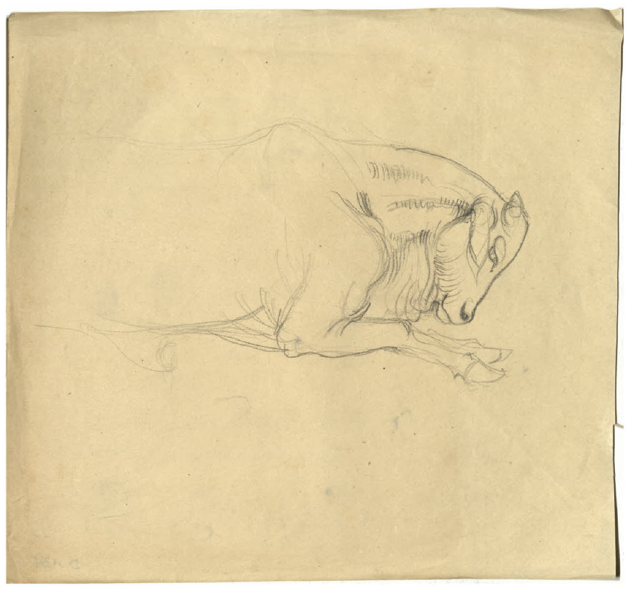 Studio di bovino (disegno) di Disertori, Benvenuto Maria (prima metà sec. XX)