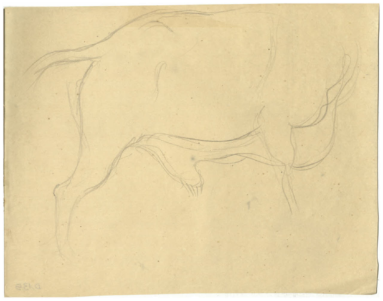 Studio di bovino (disegno) di Disertori, Benvenuto Maria (prima metà sec. XX)