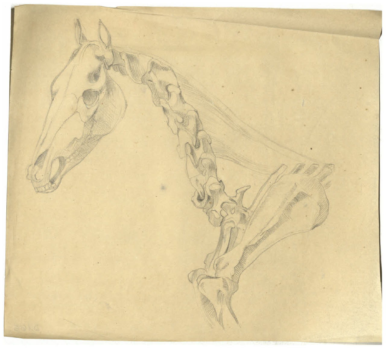 Studio dell'anatomia equina (disegno) di Disertori, Benvenuto Maria (prima metà sec. XX)
