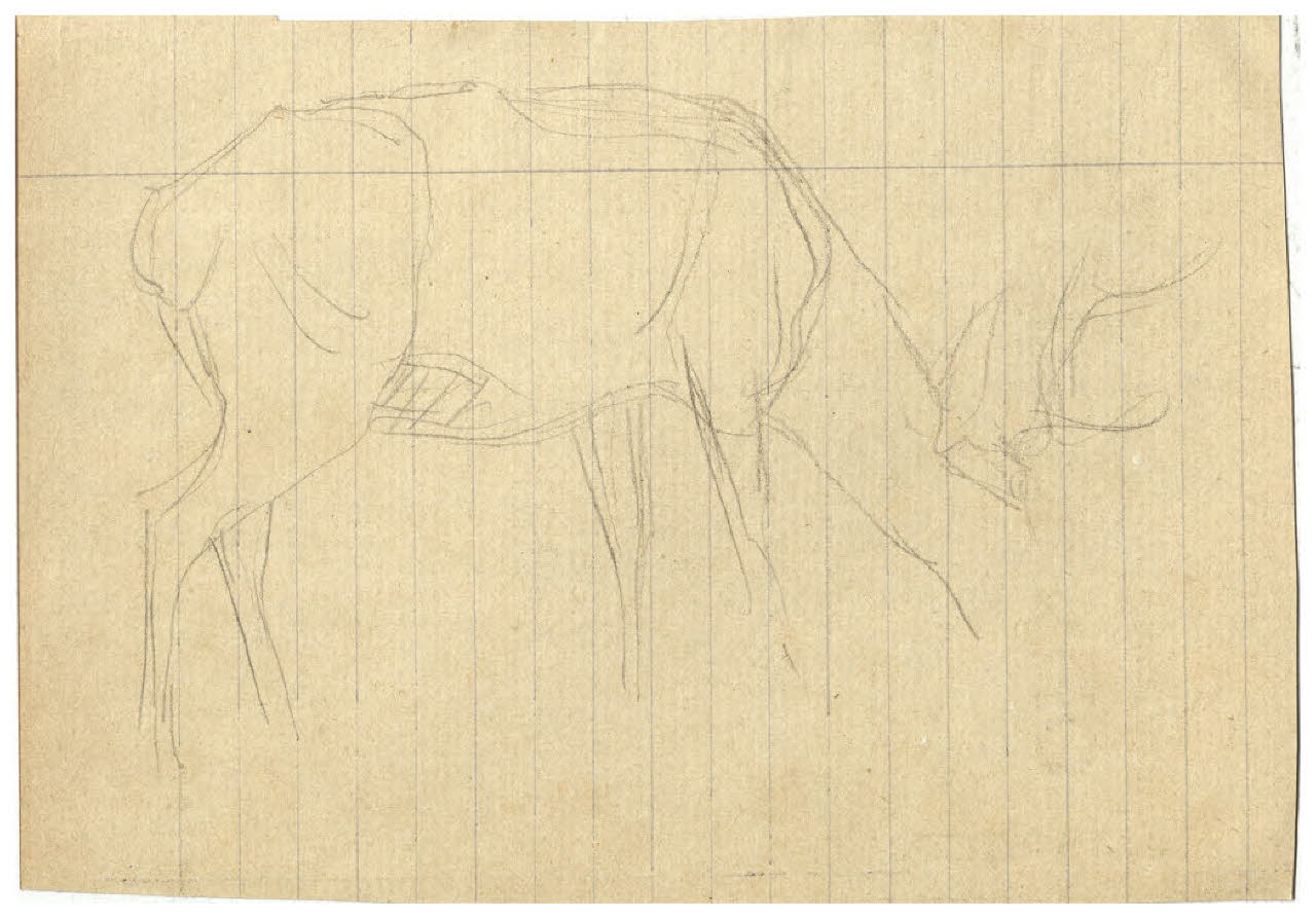 Cervo (disegno) di Disertori, Benvenuto Maria (prima metà sec. XX)