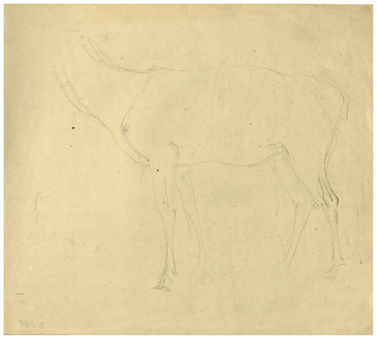 Studio di un animale (disegno) di Disertori, Benvenuto Maria (prima metà sec. XX)