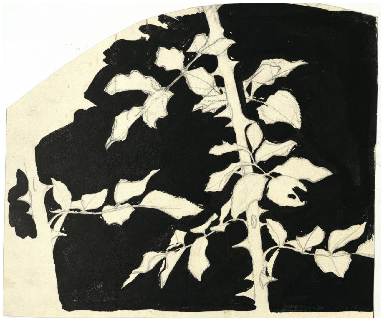 Ramo di rosa (disegno) di Disertori, Benvenuto Maria (prima metà sec. XX)