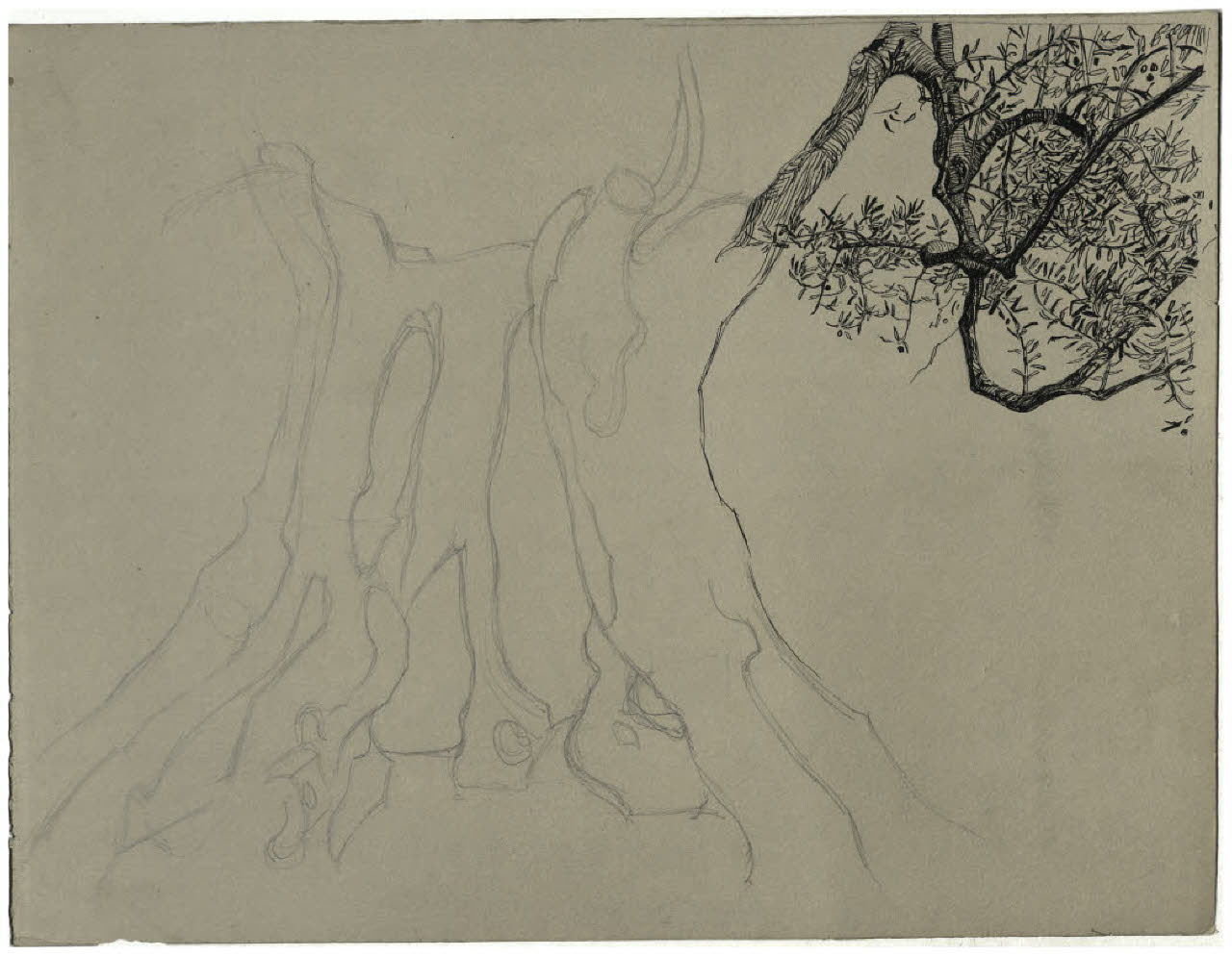 Olivo (disegno) di Disertori, Benvenuto Maria (prima metà sec. XX)