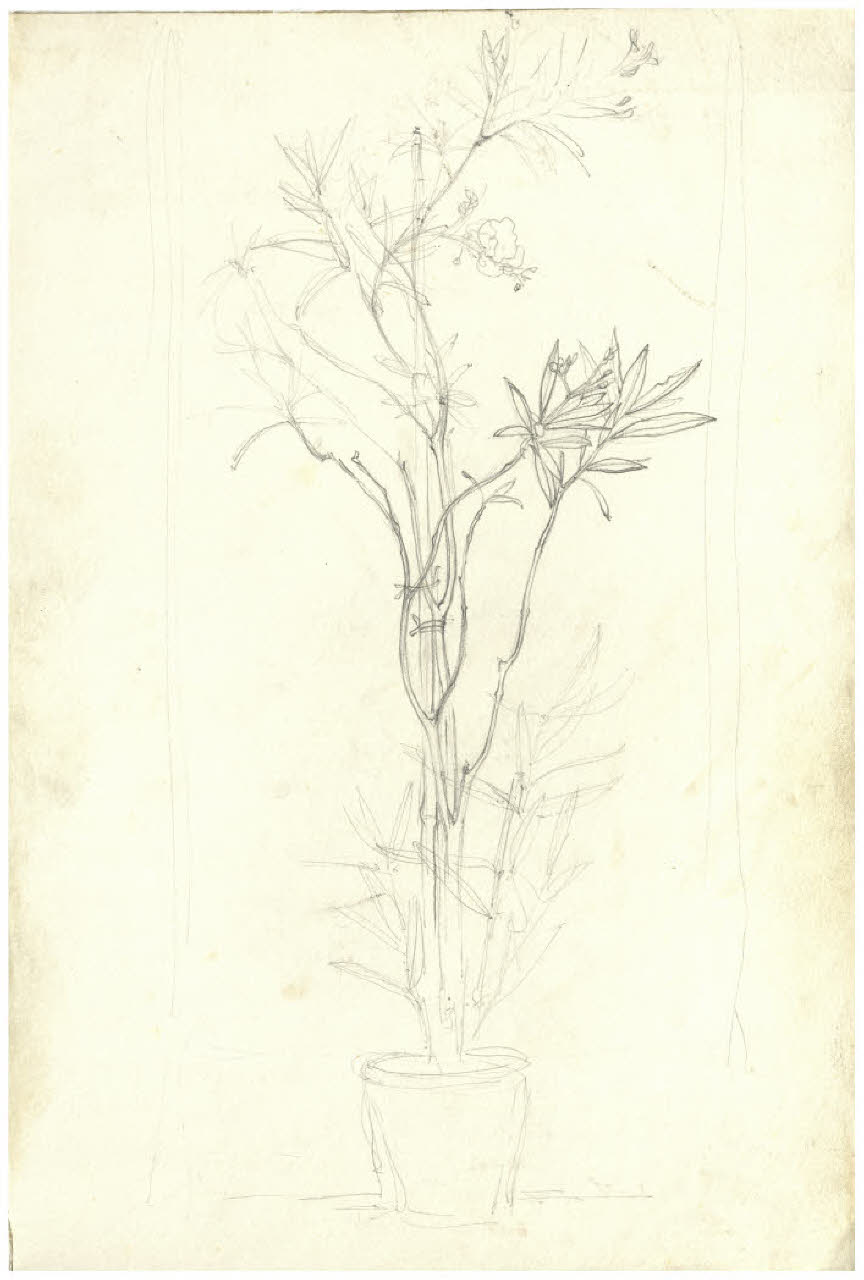 Oleandro in vaso (disegno) di Disertori, Benvenuto Maria (prima metà sec. XX)