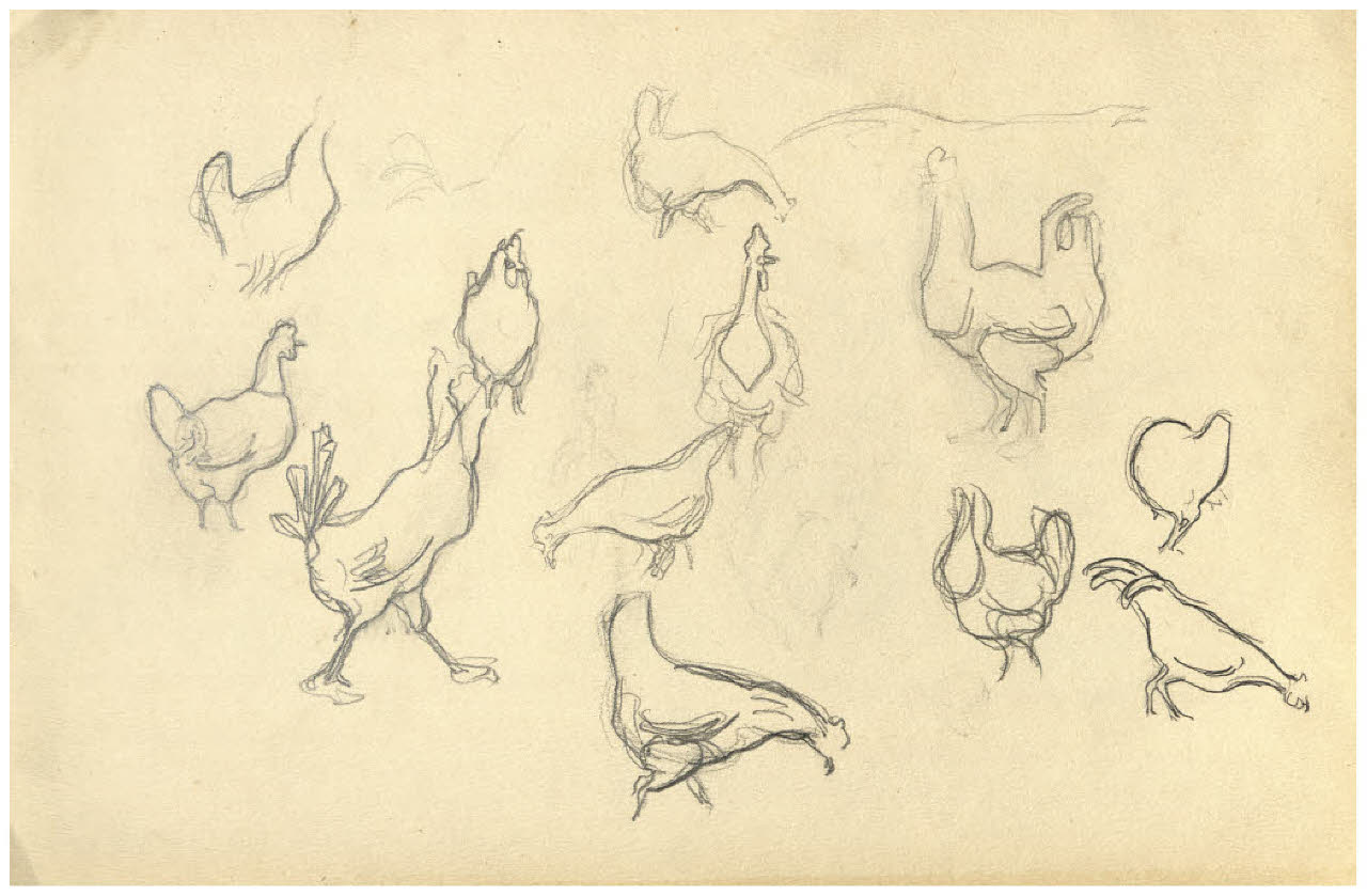 Studi di galline (disegno) di Disertori, Benvenuto Maria (prima metà sec. XX)