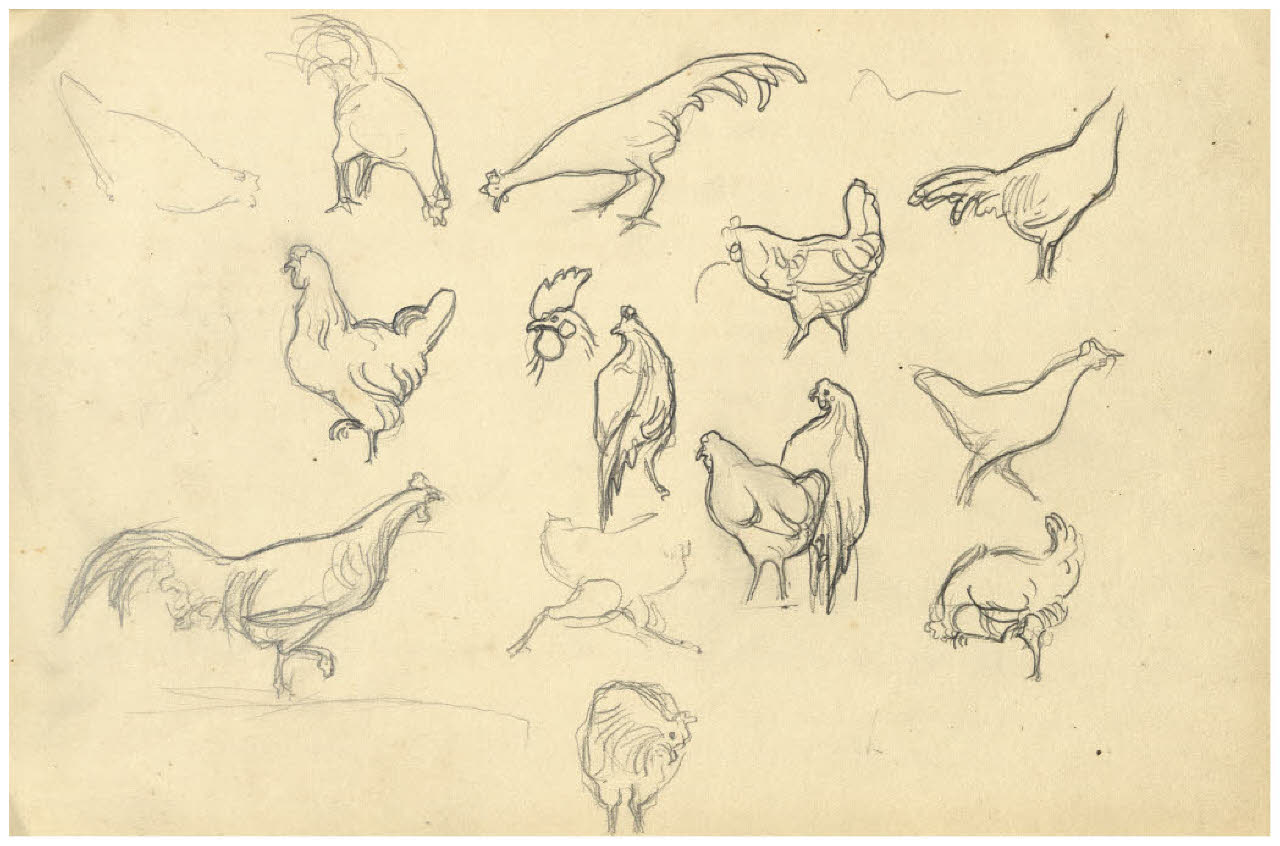 Studi di galline (disegno) di Disertori, Benvenuto Maria (prima metà sec. XX)