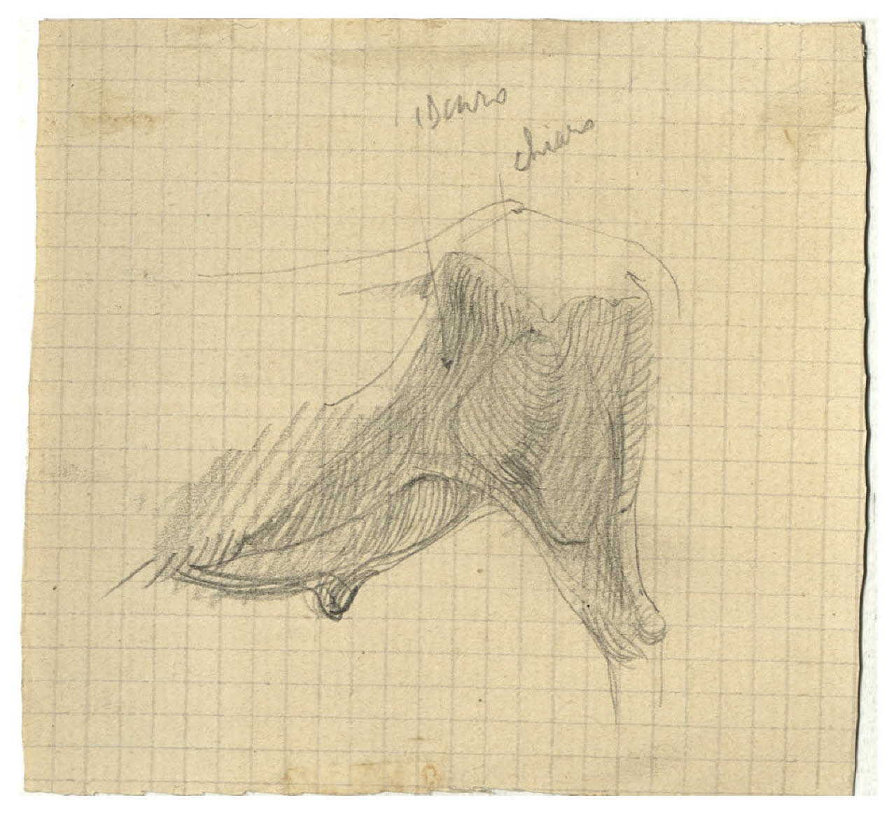 Studio di bovino (disegno) di Disertori, Benvenuto Maria (prima metà sec. XX)